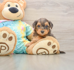 9 week old Yorkie Poo Puppy For Sale - Pilesgrove Pups