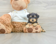 6 week old Yorkie Poo Puppy For Sale - Pilesgrove Pups