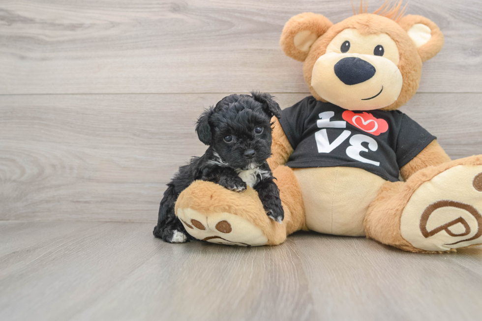 Smart Yorkie Poo Poodle Mix Pup