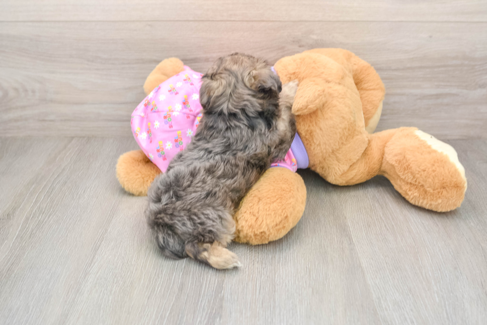 Happy Yorkie Poo Baby