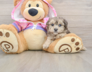 8 week old Yorkie Poo Puppy For Sale - Pilesgrove Pups