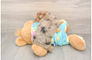 Petite Yorkie Poo Poodle Mix Pup