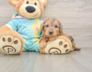 7 week old Yorkie Poo Puppy For Sale - Pilesgrove Pups
