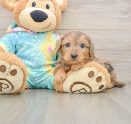 9 week old Yorkie Poo Puppy For Sale - Pilesgrove Pups