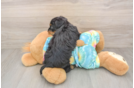 Playful Yo Yo Poo Poodle Mix Puppy