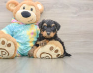 7 week old Yorkie Poo Puppy For Sale - Pilesgrove Pups
