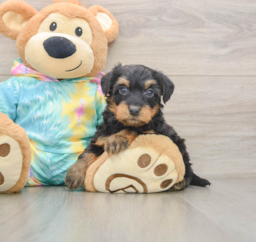 9 week old Yorkie Poo Puppy For Sale - Pilesgrove Pups