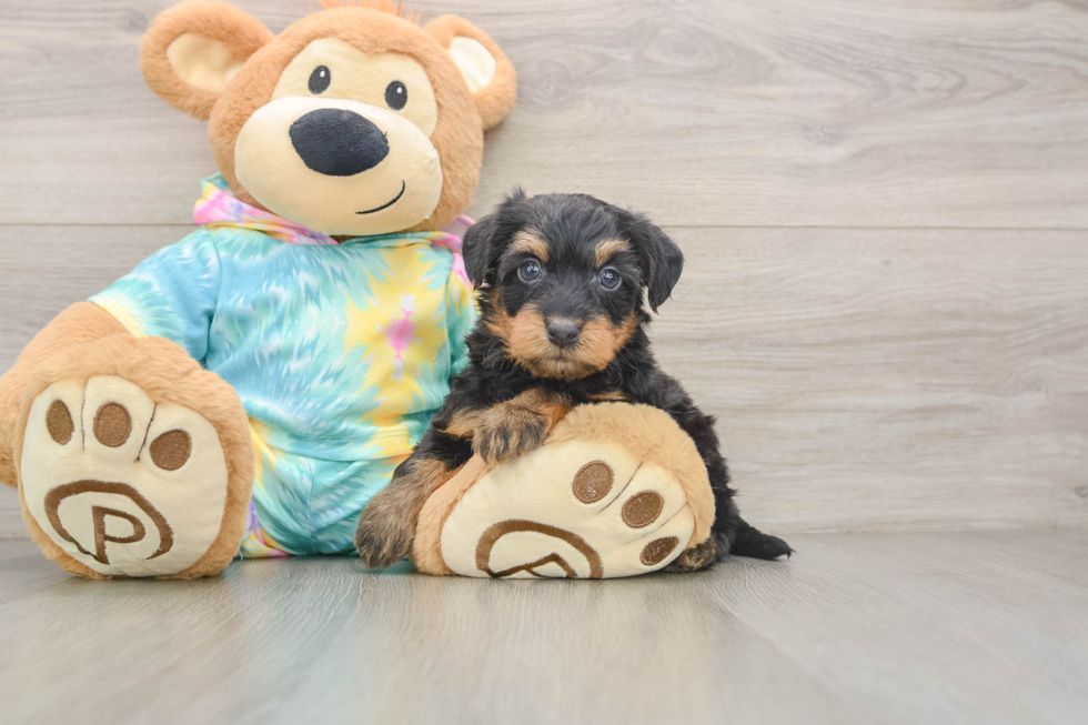 Petite Yorkie Poo Poodle Mix Pup