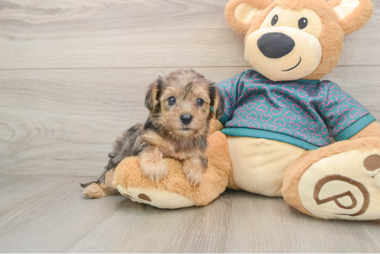 Petite Yorkie Poo Poodle Mix Pup