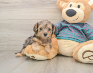 9 week old Yorkie Poo Puppy For Sale - Pilesgrove Pups
