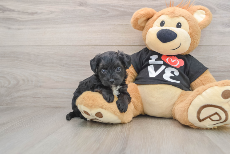 Yorkie Poo Puppy for Adoption