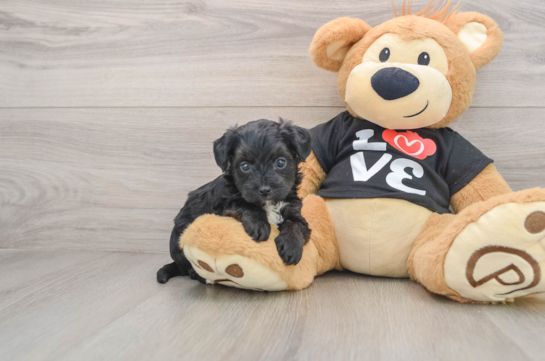 Yorkie Poo Puppy for Adoption