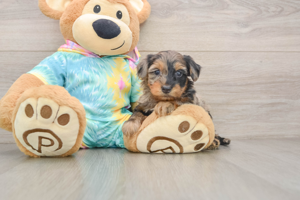 Best Yorkie Poo Baby