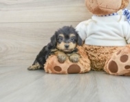 8 week old Yorkie Poo Puppy For Sale - Pilesgrove Pups