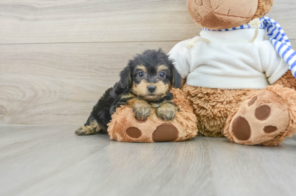 7 week old Yorkie Poo Puppy For Sale - Pilesgrove Pups