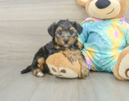 8 week old Yorkie Poo Puppy For Sale - Pilesgrove Pups