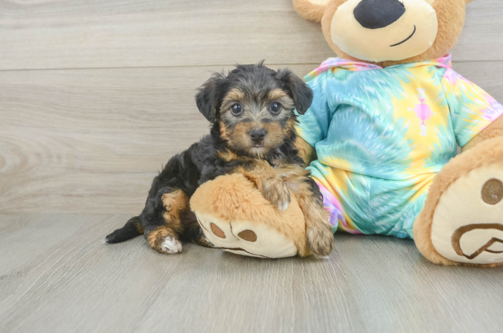6 week old Yorkie Poo Puppy For Sale - Pilesgrove Pups
