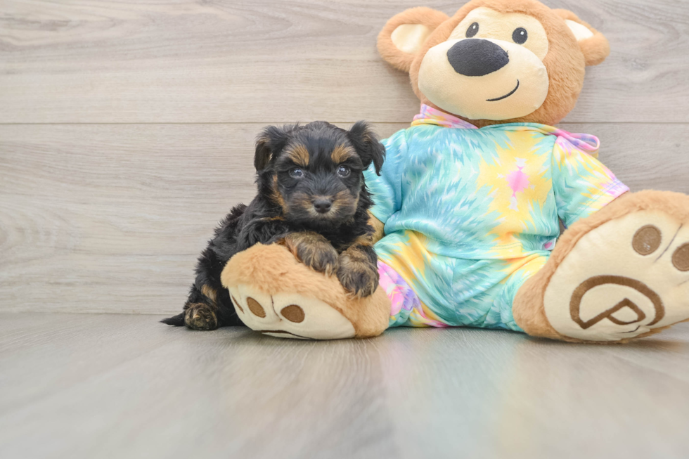Fluffy Yorkie Poo Poodle Mix Pup