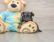 7 week old Yorkie Poo Puppy For Sale - Pilesgrove Pups