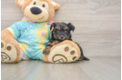 Best Yorkie Poo Baby