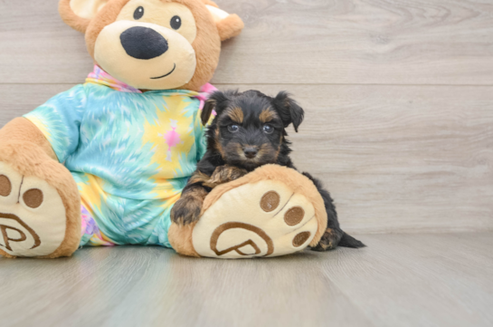 Best Yorkie Poo Baby