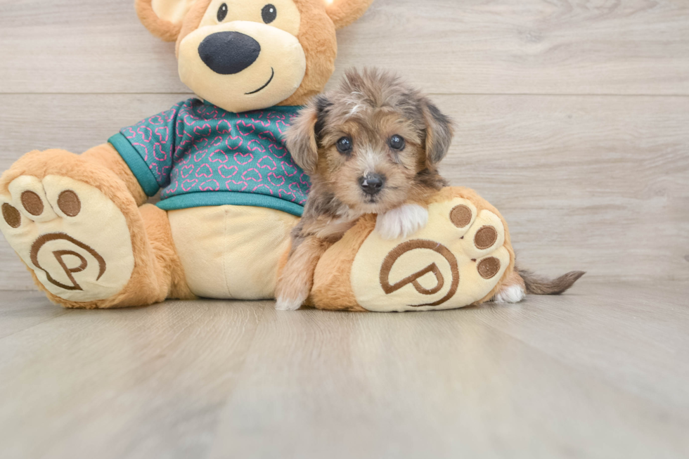 Petite Yorkie Poo Poodle Mix Pup