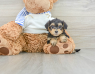 6 week old Yorkie Poo Puppy For Sale - Pilesgrove Pups