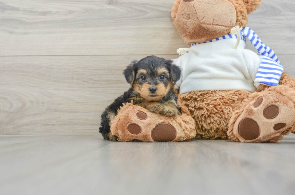 6 week old Yorkie Poo Puppy For Sale - Pilesgrove Pups