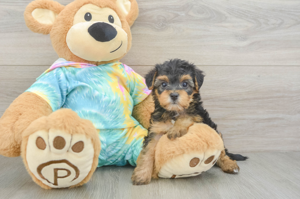 6 week old Yorkie Poo Puppy For Sale - Pilesgrove Pups