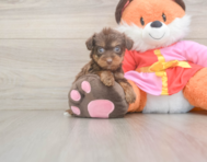 9 week old Yorkie Poo Puppy For Sale - Pilesgrove Pups