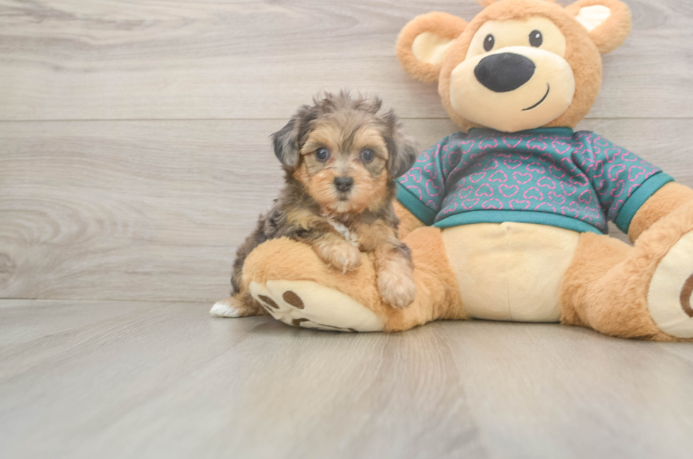 6 week old Yorkie Poo Puppy For Sale - Pilesgrove Pups