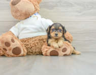 6 week old Yorkie Poo Puppy For Sale - Pilesgrove Pups