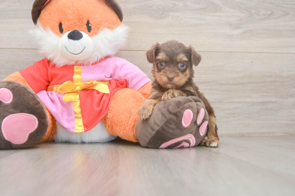 5 week old Yorkie Poo Puppy For Sale - Pilesgrove Pups