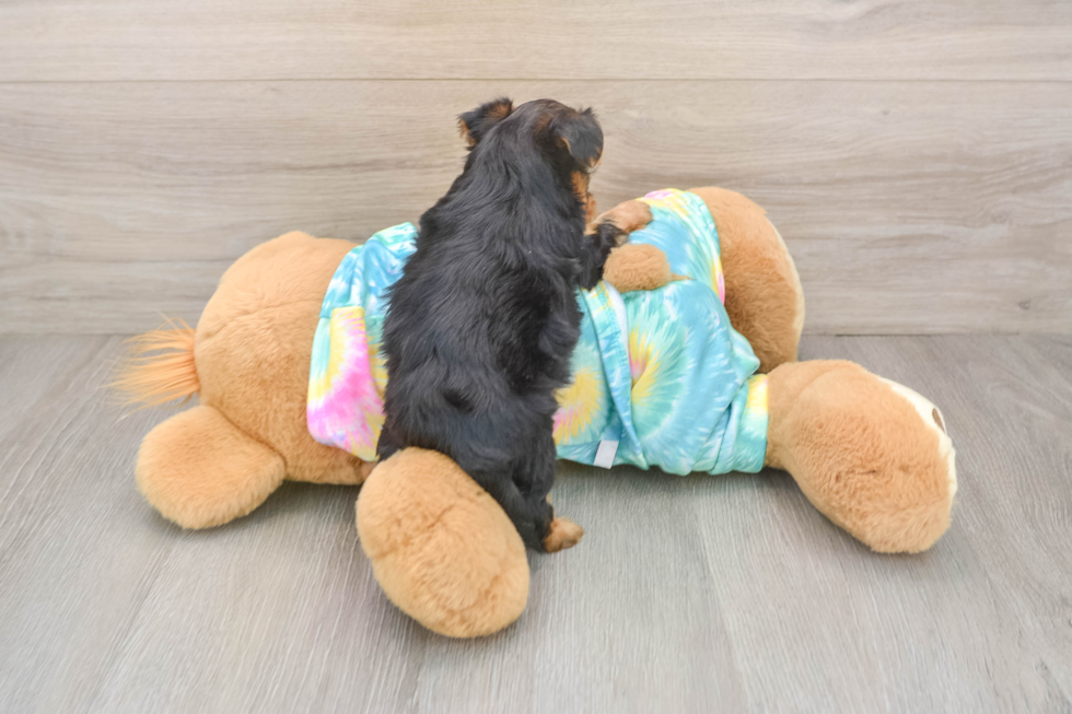 Cute Yorkie Poo Baby
