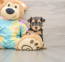 9 week old Yorkie Poo Puppy For Sale - Pilesgrove Pups