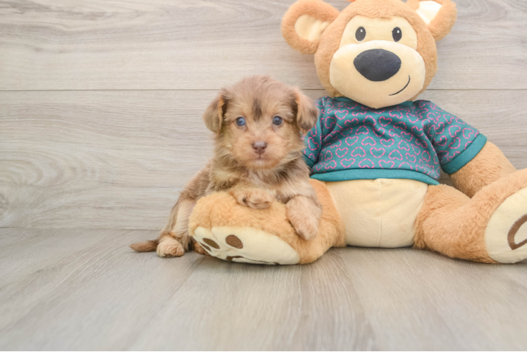 Adorable Yorkiedoodle Poodle Mix Puppy