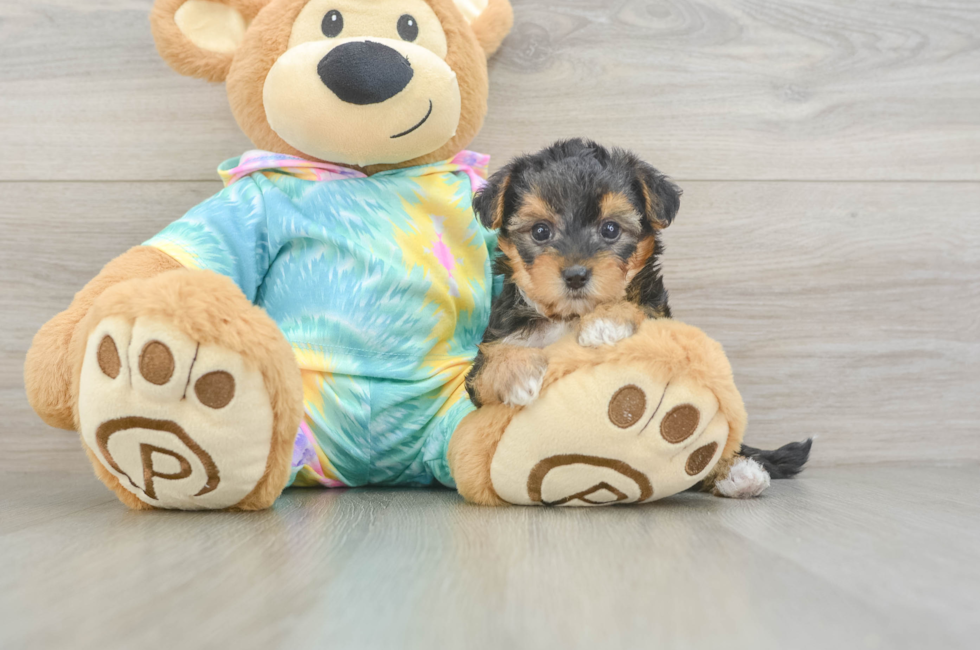 6 week old Yorkie Poo Puppy For Sale - Pilesgrove Pups
