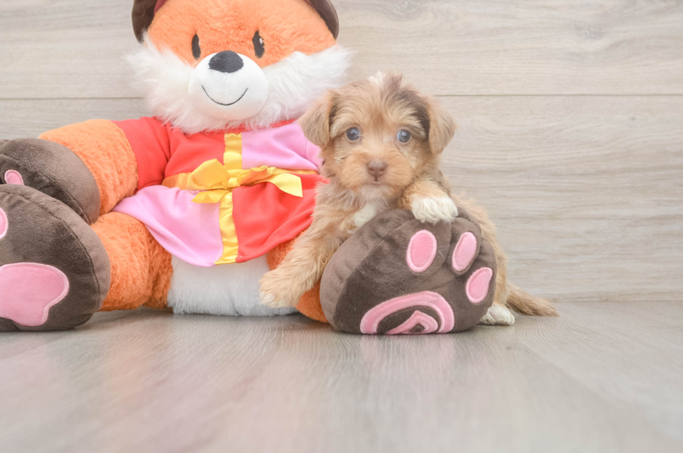 5 week old Yorkie Poo Puppy For Sale - Pilesgrove Pups