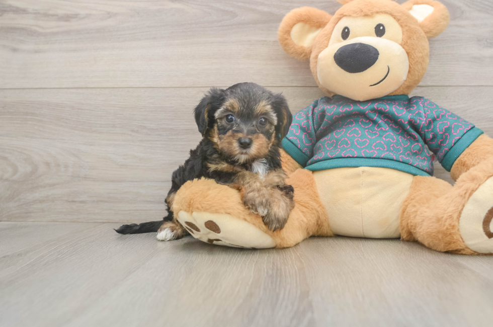 6 week old Yorkie Poo Puppy For Sale - Pilesgrove Pups