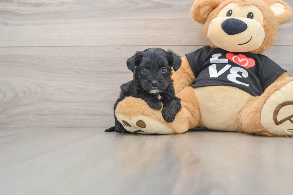 Energetic Yorkipoo Poodle Mix Puppy