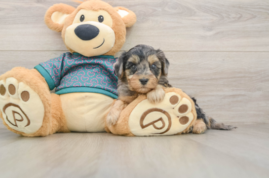 Cute Yorkie Poo Baby