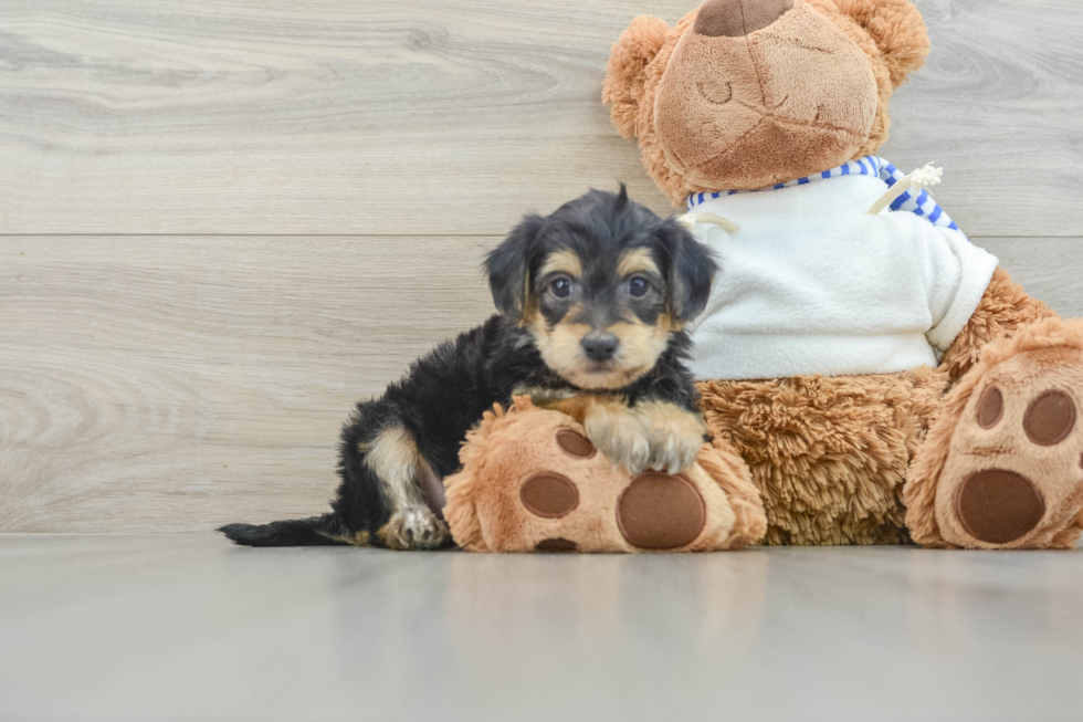 Yorkie Poo Puppy for Adoption