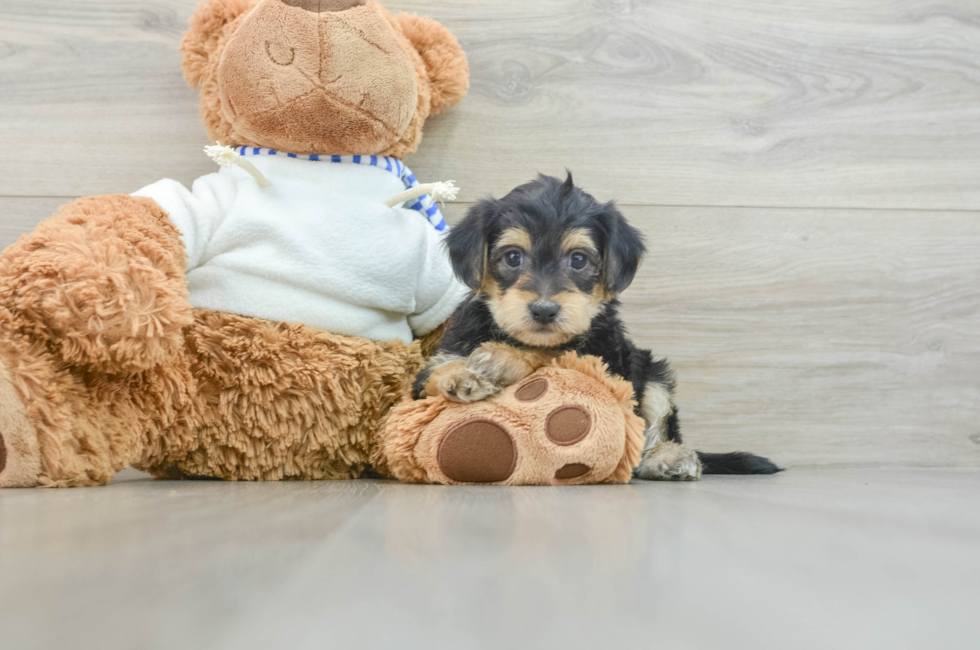 7 week old Yorkie Poo Puppy For Sale - Pilesgrove Pups