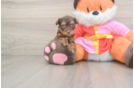 Sweet Yorkie Poo Baby