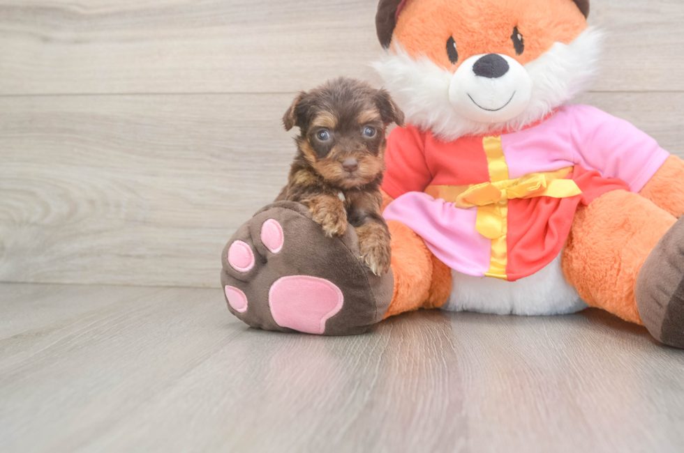 8 week old Yorkie Poo Puppy For Sale - Pilesgrove Pups
