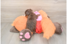 Playful Yo Yo Poo Poodle Mix Puppy