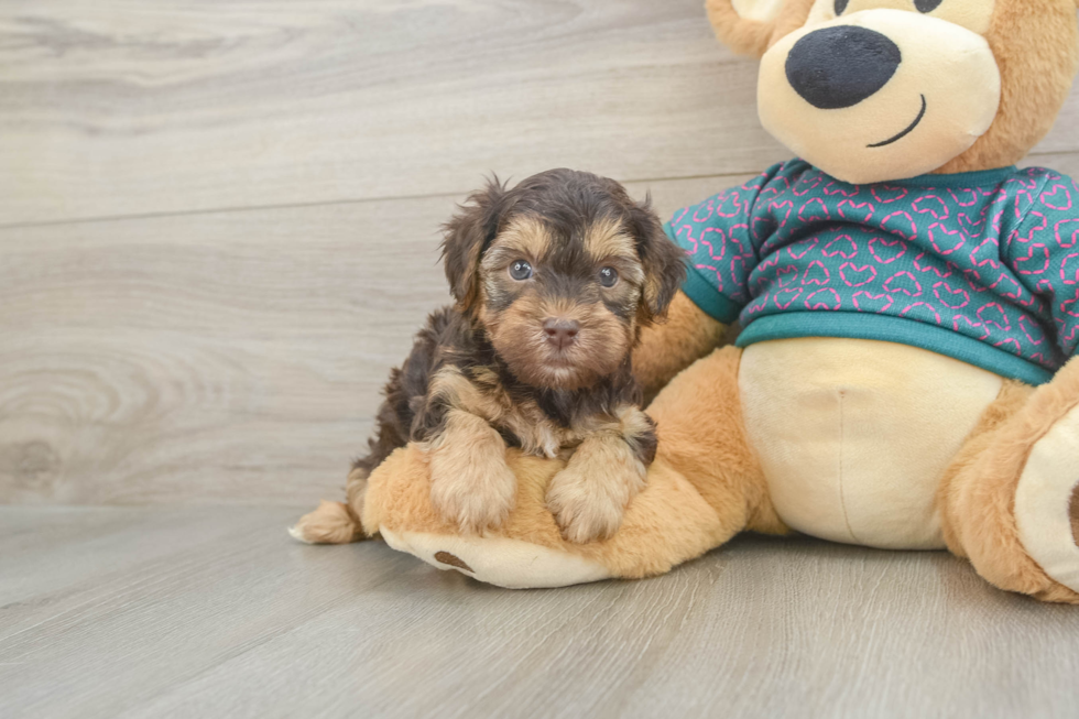 Yorkie Poo Pup Being Cute