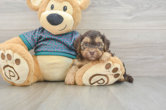 Yorkie Poo Puppy for Adoption