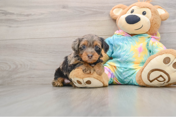 Best Yorkie Poo Baby