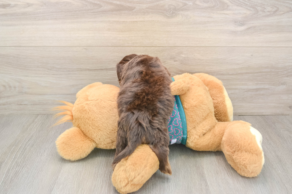 Yorkie Poo Pup Being Cute